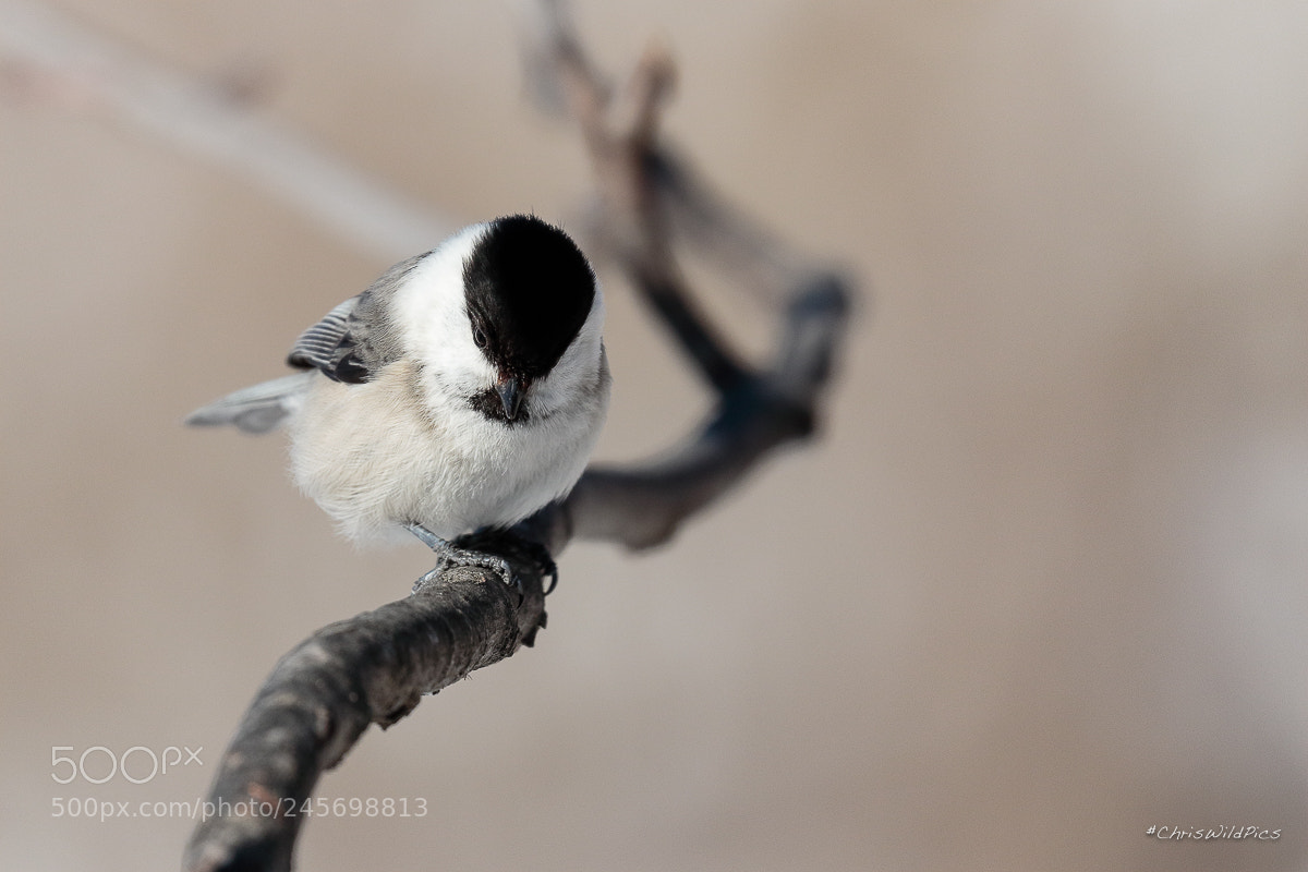 Canon EOS 7D Mark II sample photo. I love all birds ! photography