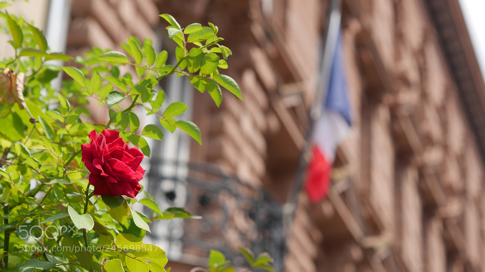 Panasonic Lumix DMC-GX7 sample photo. French rose photography