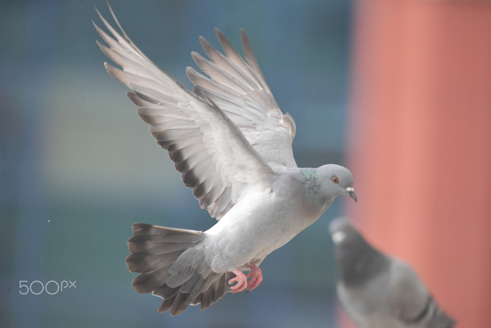 Sigma 150-500mm F5-6.3 DG OS HSM sample photo. Güvercin photography