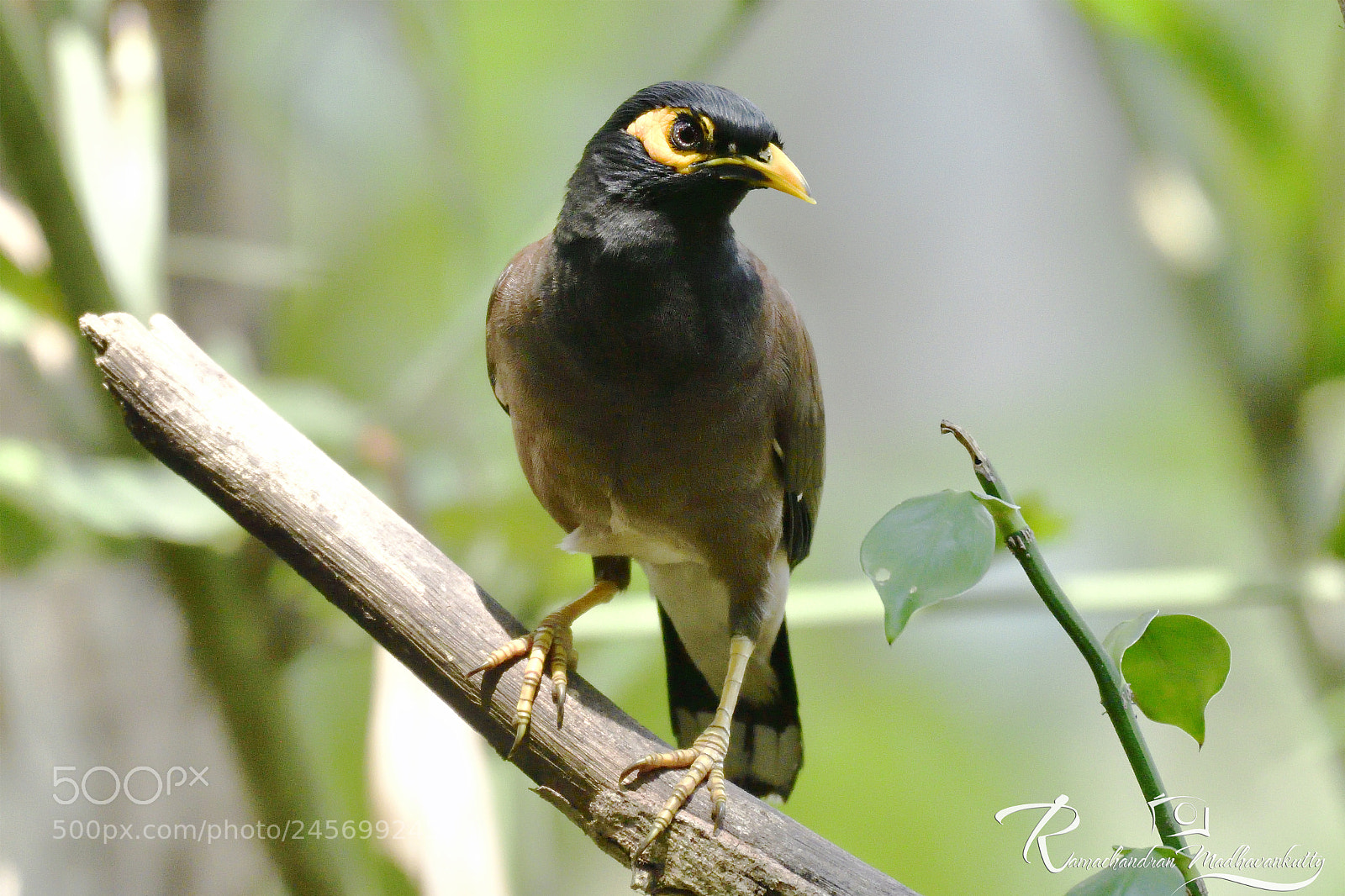 Nikon D500 sample photo. Common myna photography