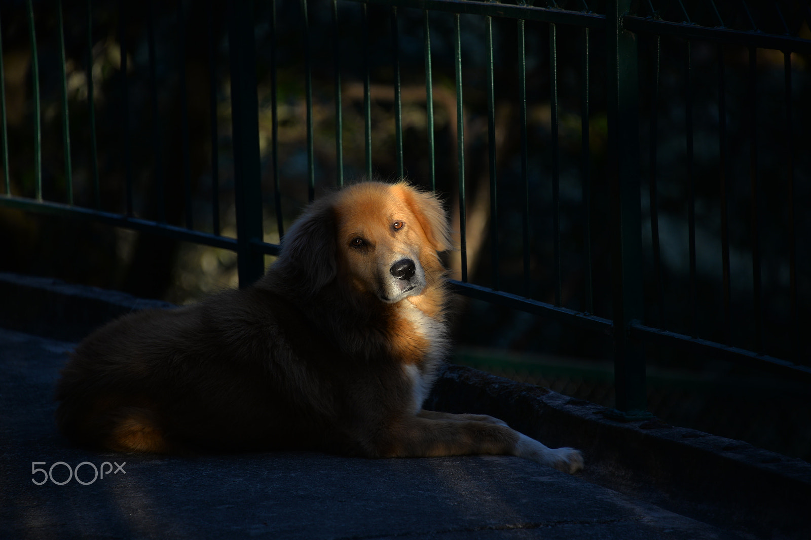 Nikon D610 sample photo. Rustu photography