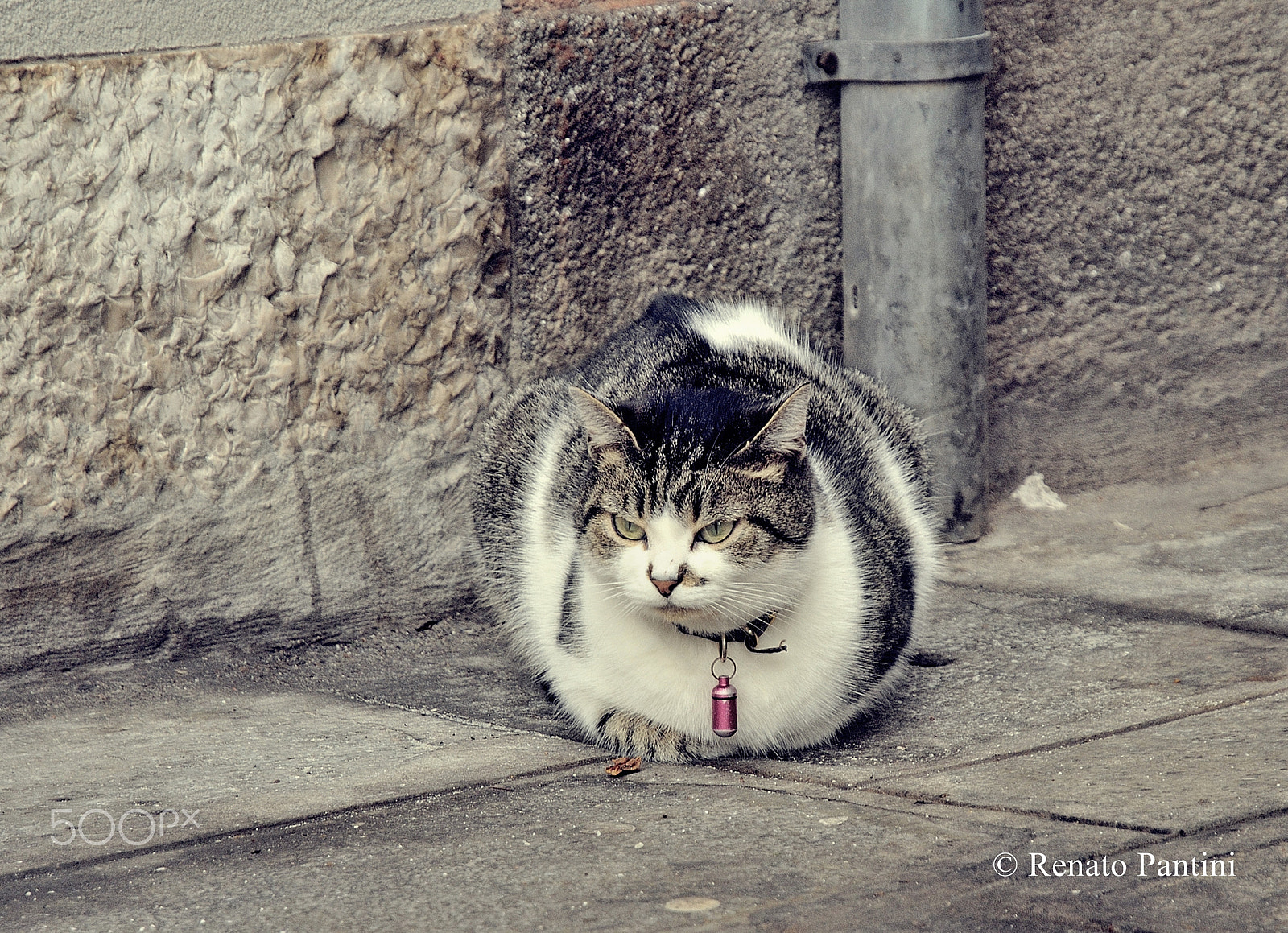 Nikon D300S + Nikon AF-S DX Nikkor 16-85mm F3.5-5.6G ED VR sample photo. Another cat from venice... photography