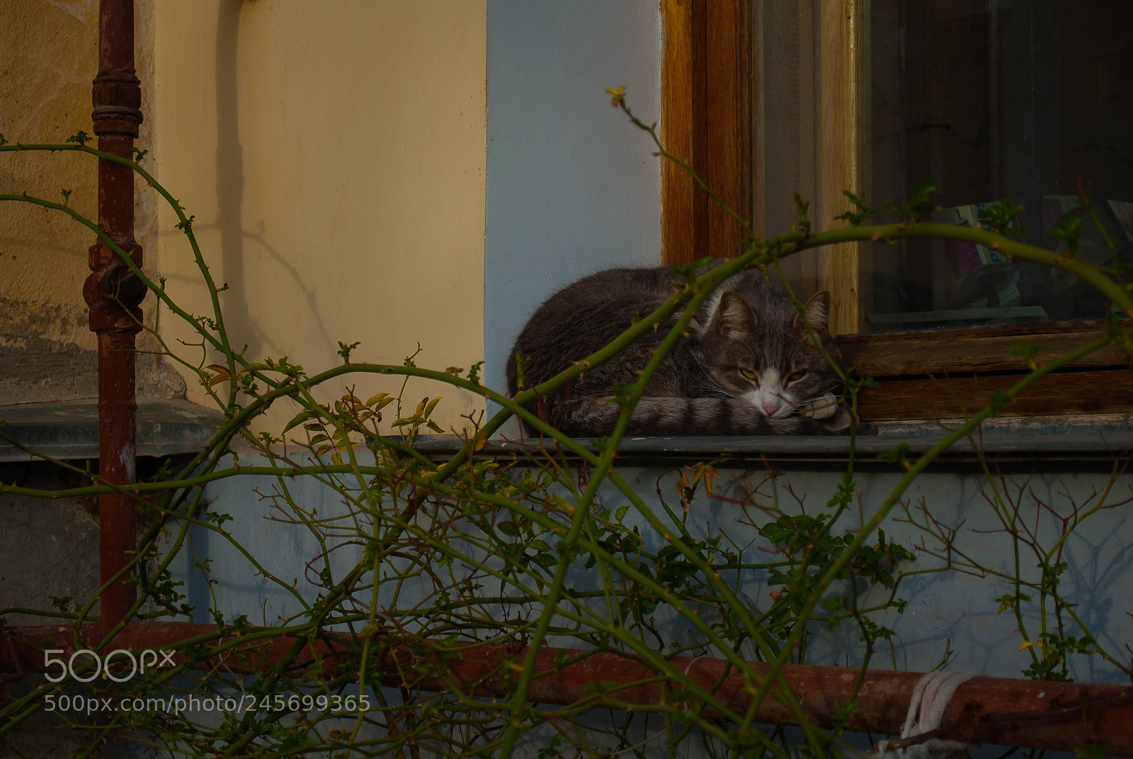Nikon D200 sample photo. Sleepy cat outside the photography