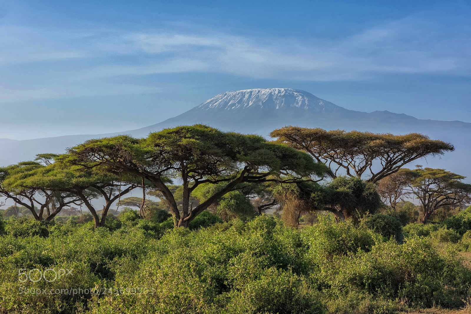 Nikon D810 sample photo. Kilimanjaro with acacias photography