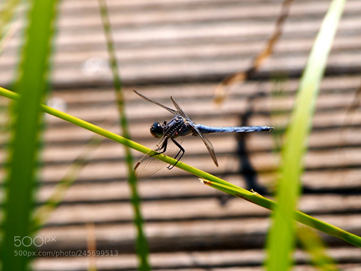 Olympus OM-D E-M5 sample photo. Black demoiselle photography