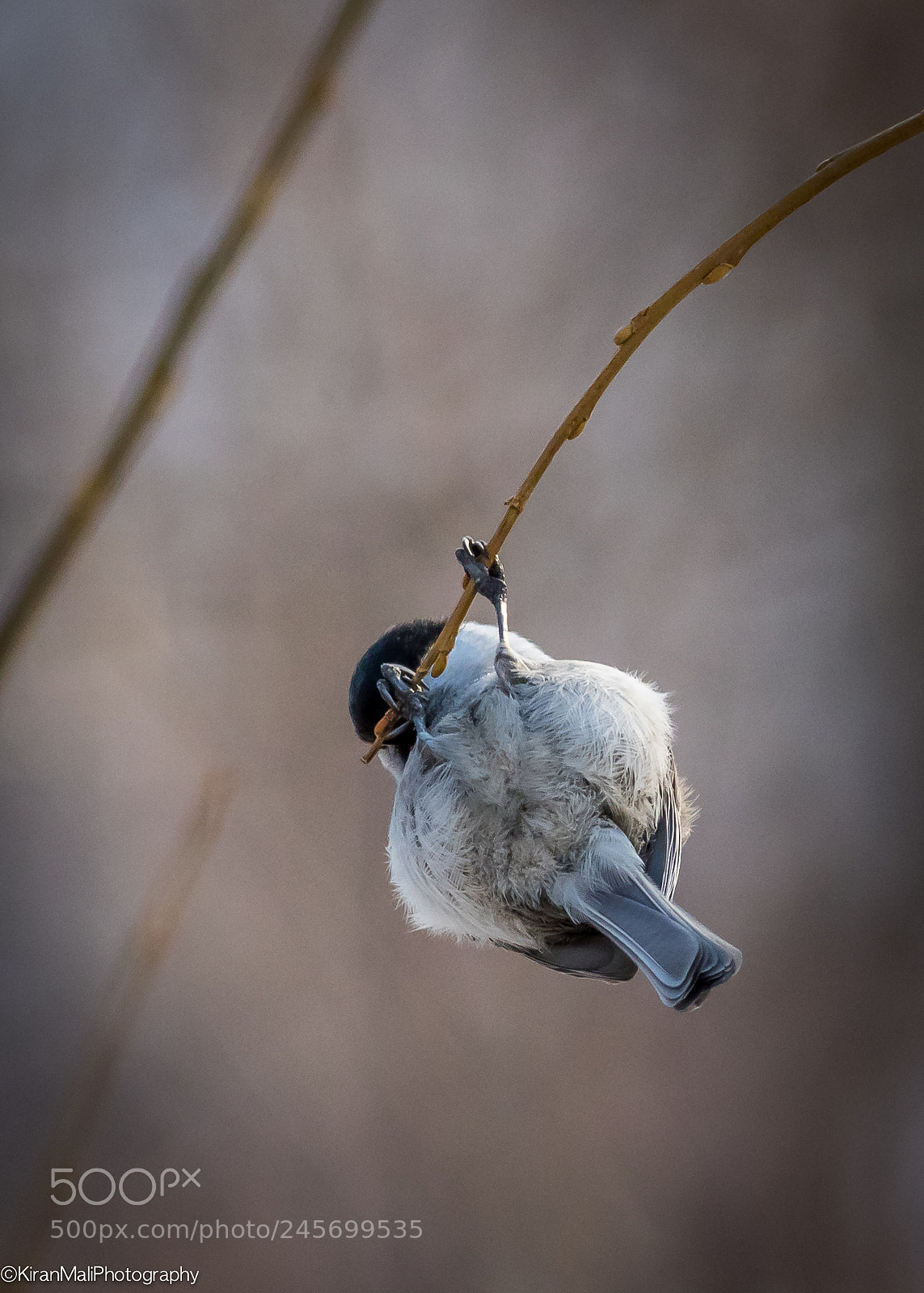 Canon EOS 7D Mark II sample photo. Hanging tit photography