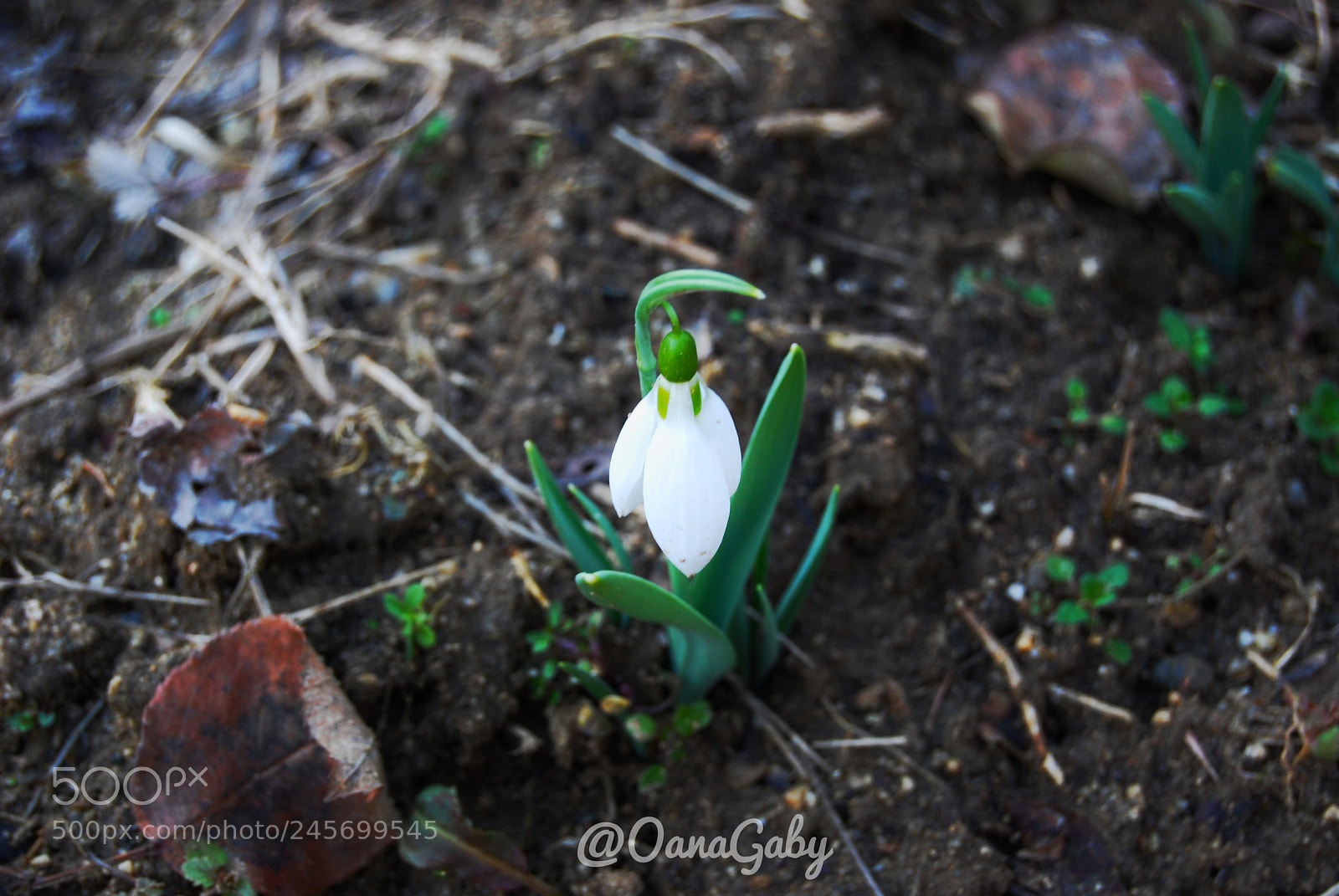 Nikon D40X sample photo. Untitled photography