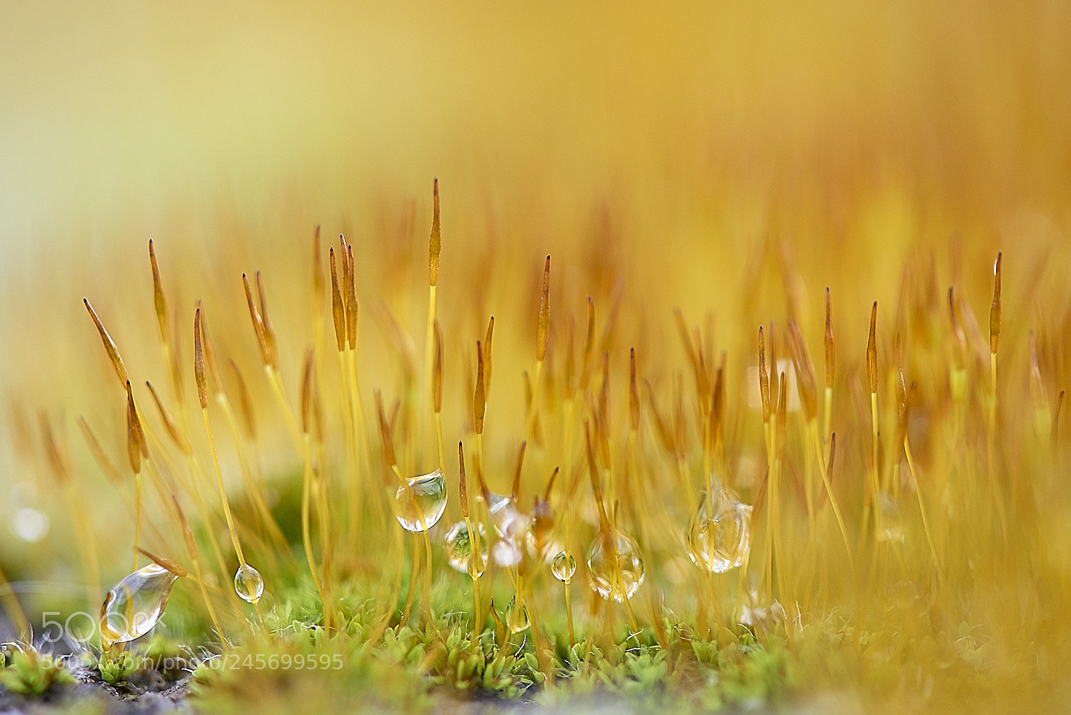 Nikon D800 sample photo. Morning dew photography