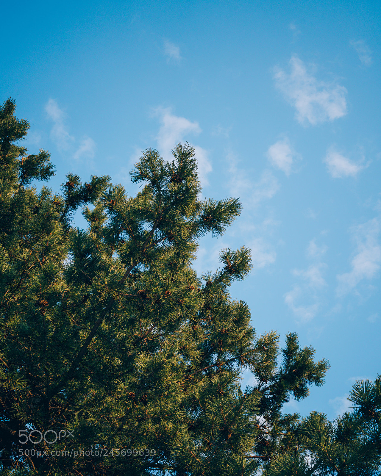 Sony a7R III sample photo. Winter pine photography