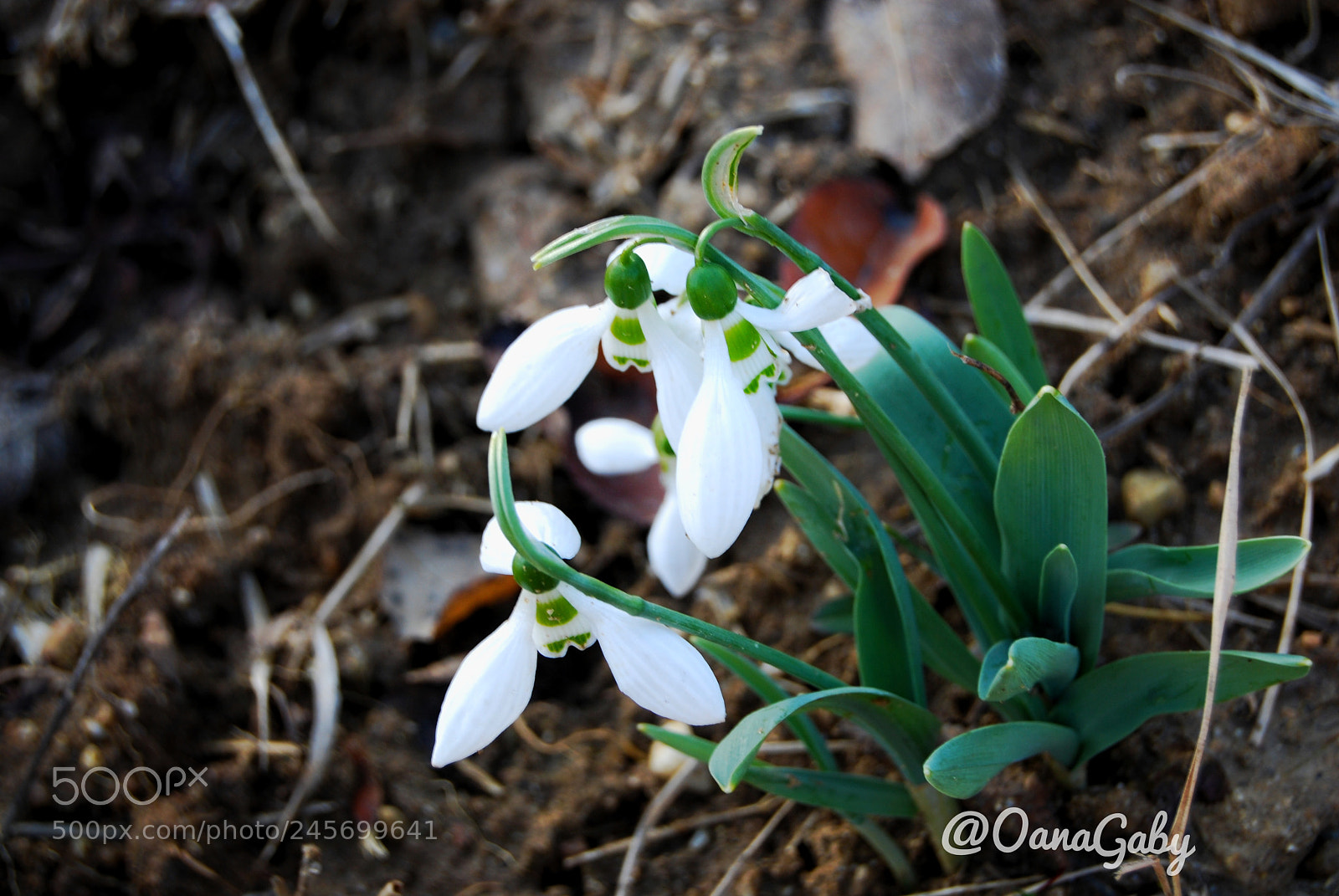 Nikon D40X sample photo. Untitled photography