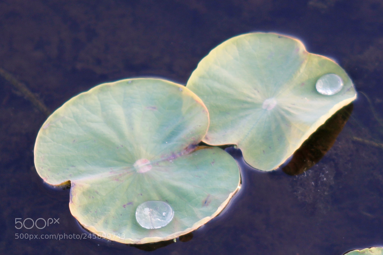 Canon EOS 60D sample photo. Water drop photography