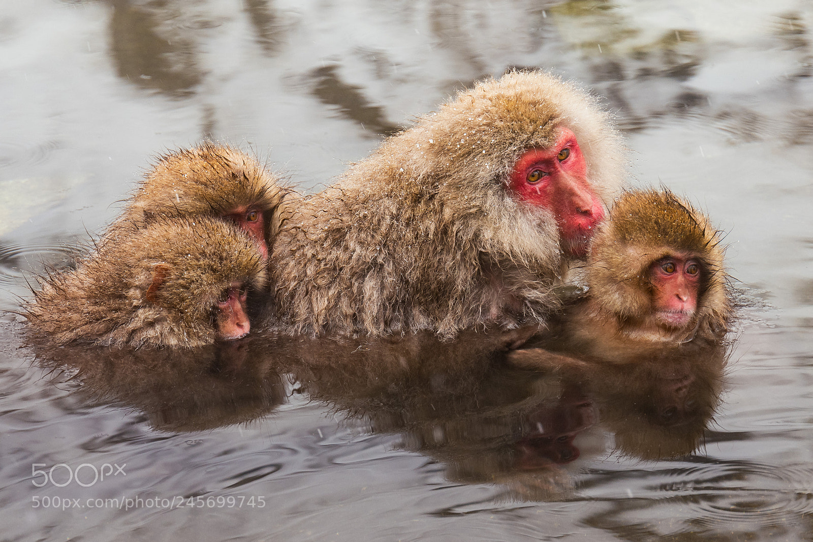 Leica SL (Typ 601) sample photo. Snow monkey 6 photography