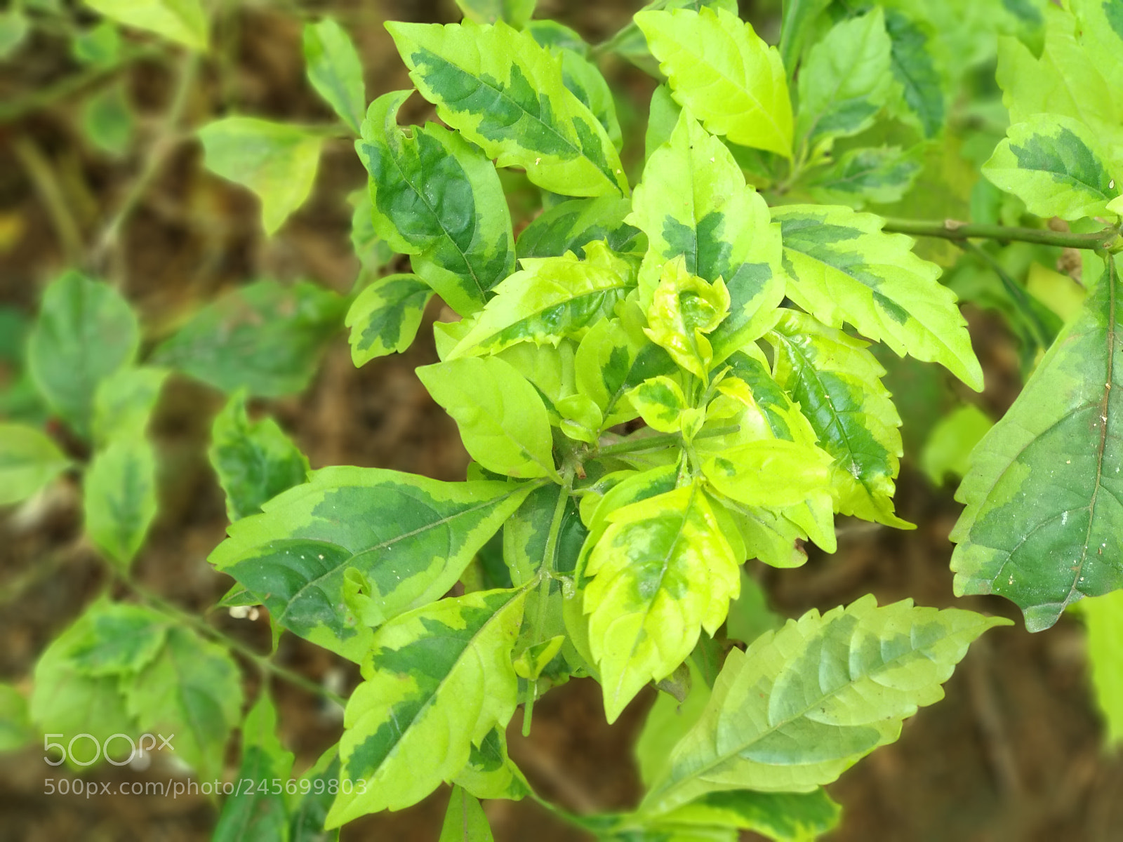 Xiaomi Mi A1 sample photo. Green leaf photography