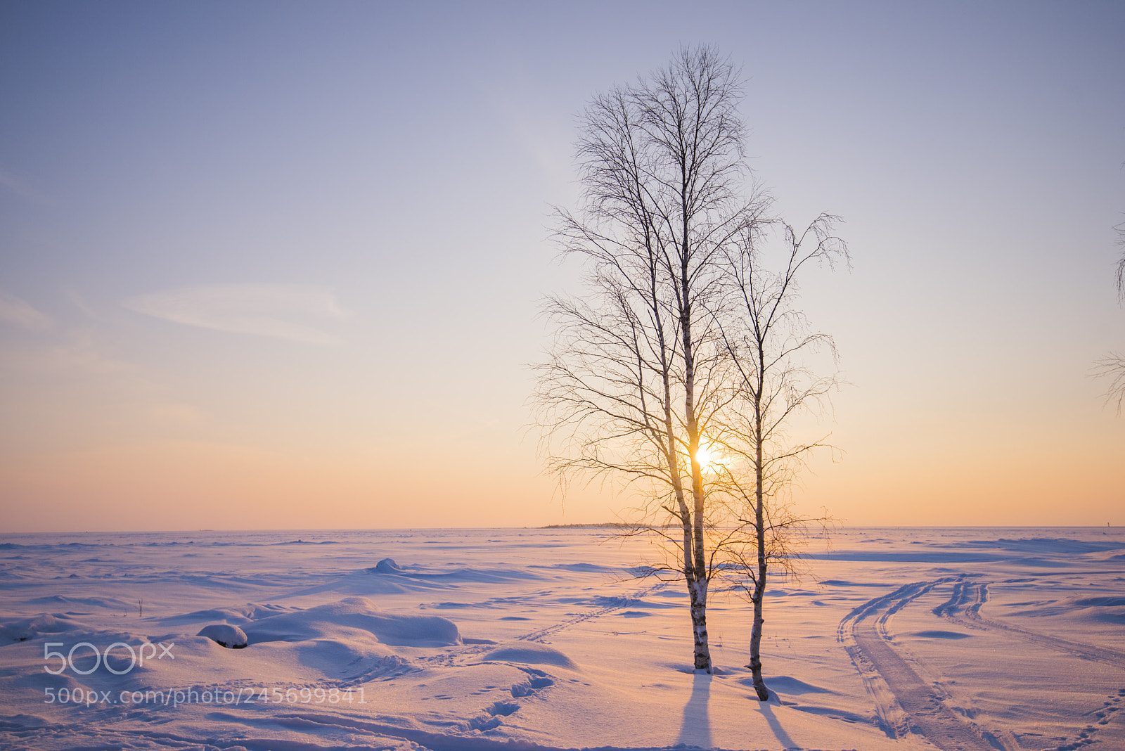 Nikon D810 sample photo. Lonely trees in snow photography