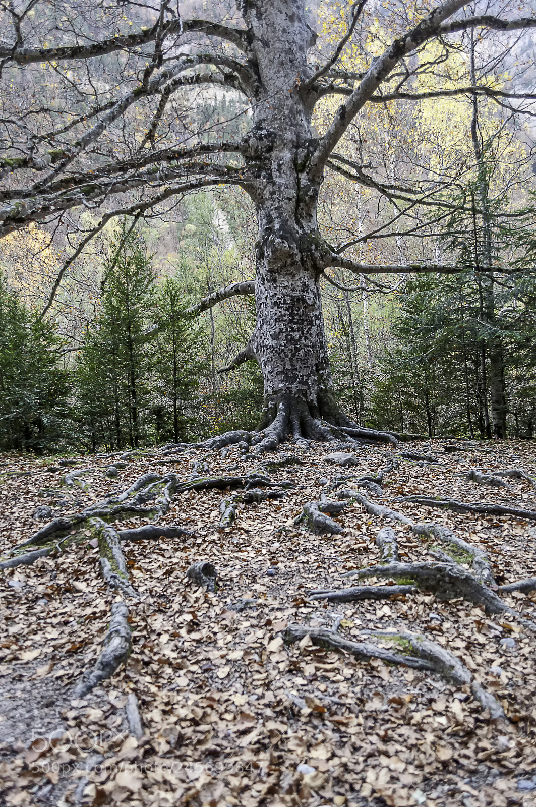Nikon D5000 sample photo. Roots of life photography