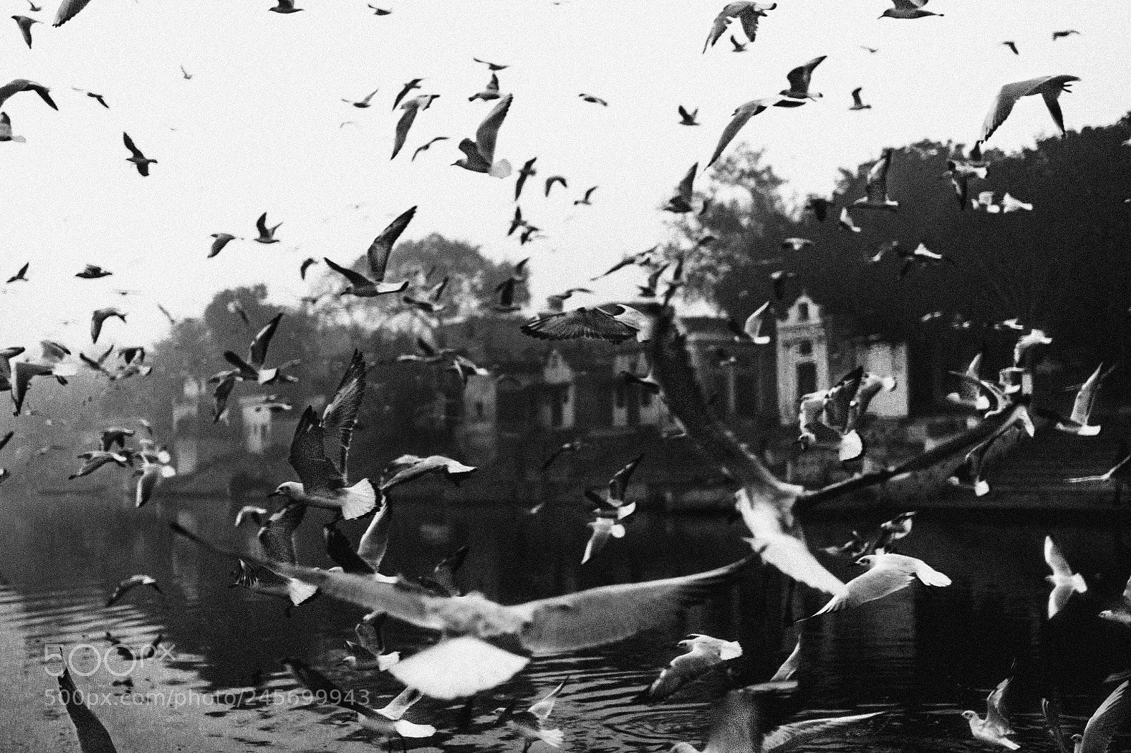 Canon EOS 60D sample photo. Seagulls play photography