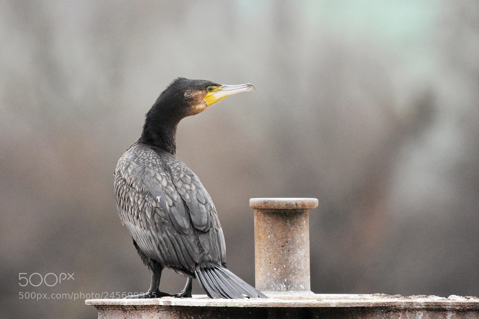 Nikon D7200 sample photo. 'cormorant (phalacrocorax carbo)' photography