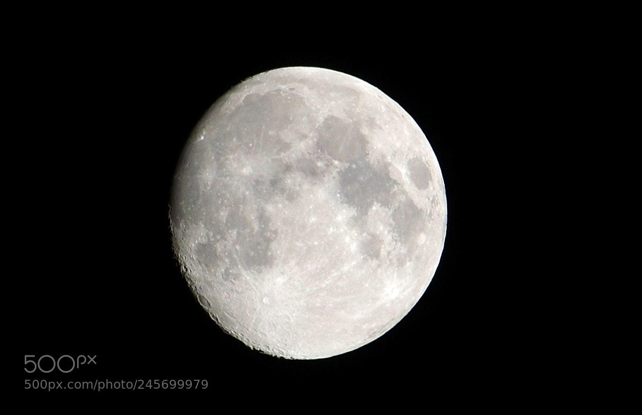 Nikon D5100 sample photo. Untitled photography