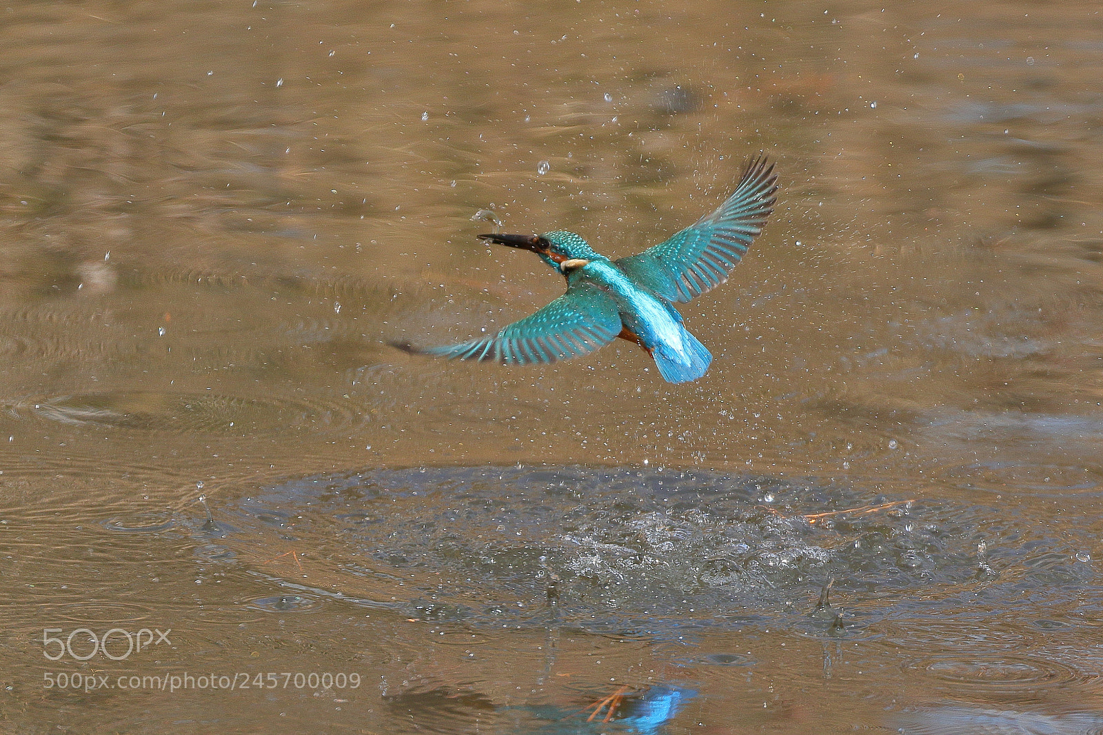 Canon EOS 7D Mark II sample photo. Kingfisher(・∀・)beautiful 3184 photography