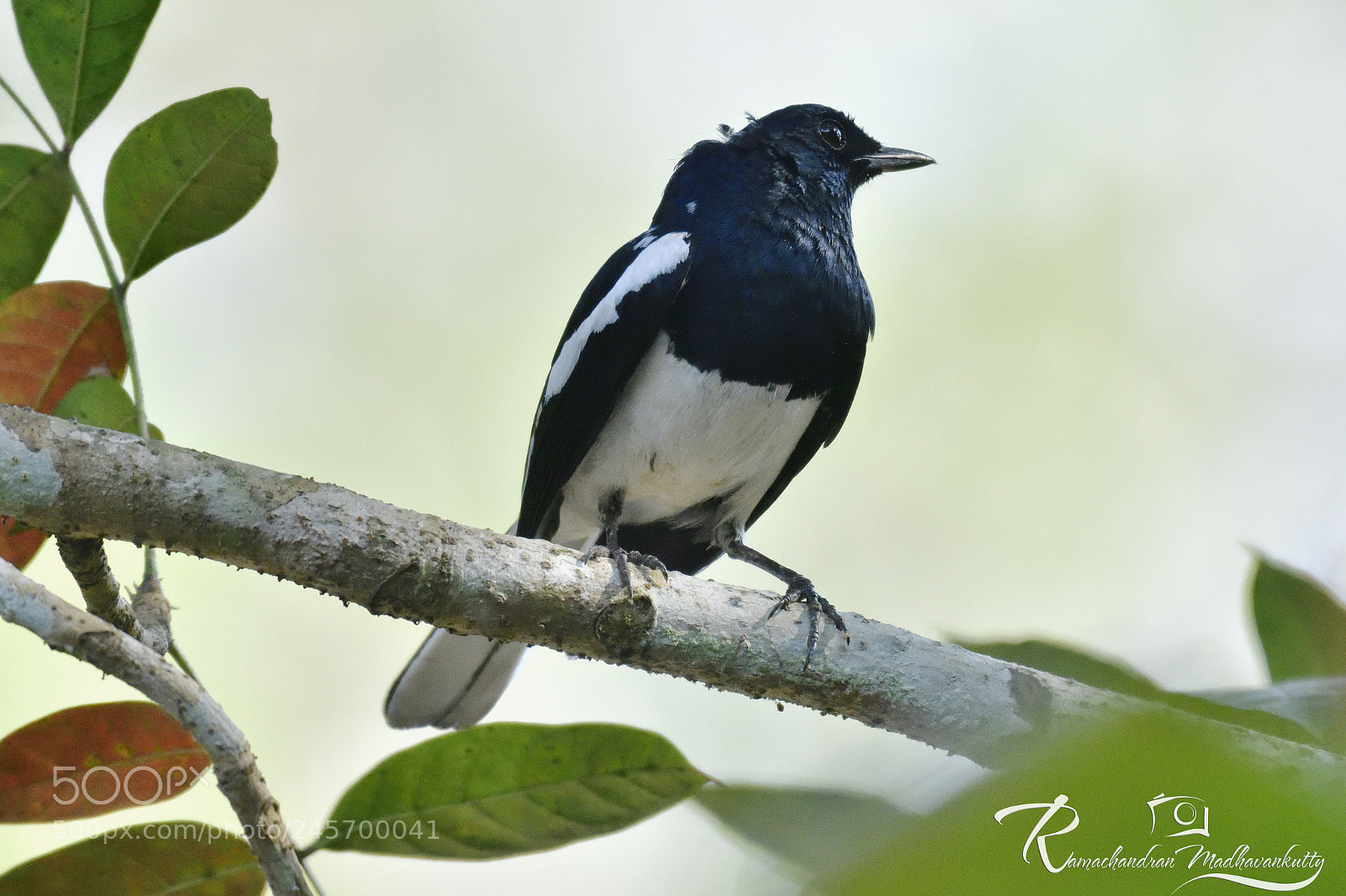 Nikon D500 sample photo. The oriental magpie robin photography