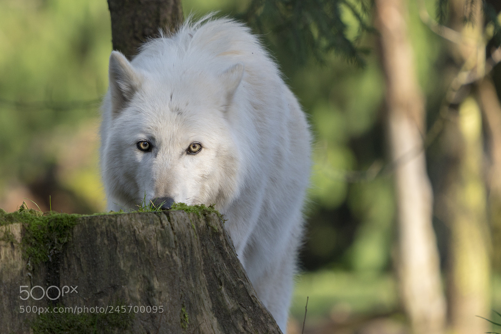 Sony a7R III sample photo. Gray wolf portrait photography