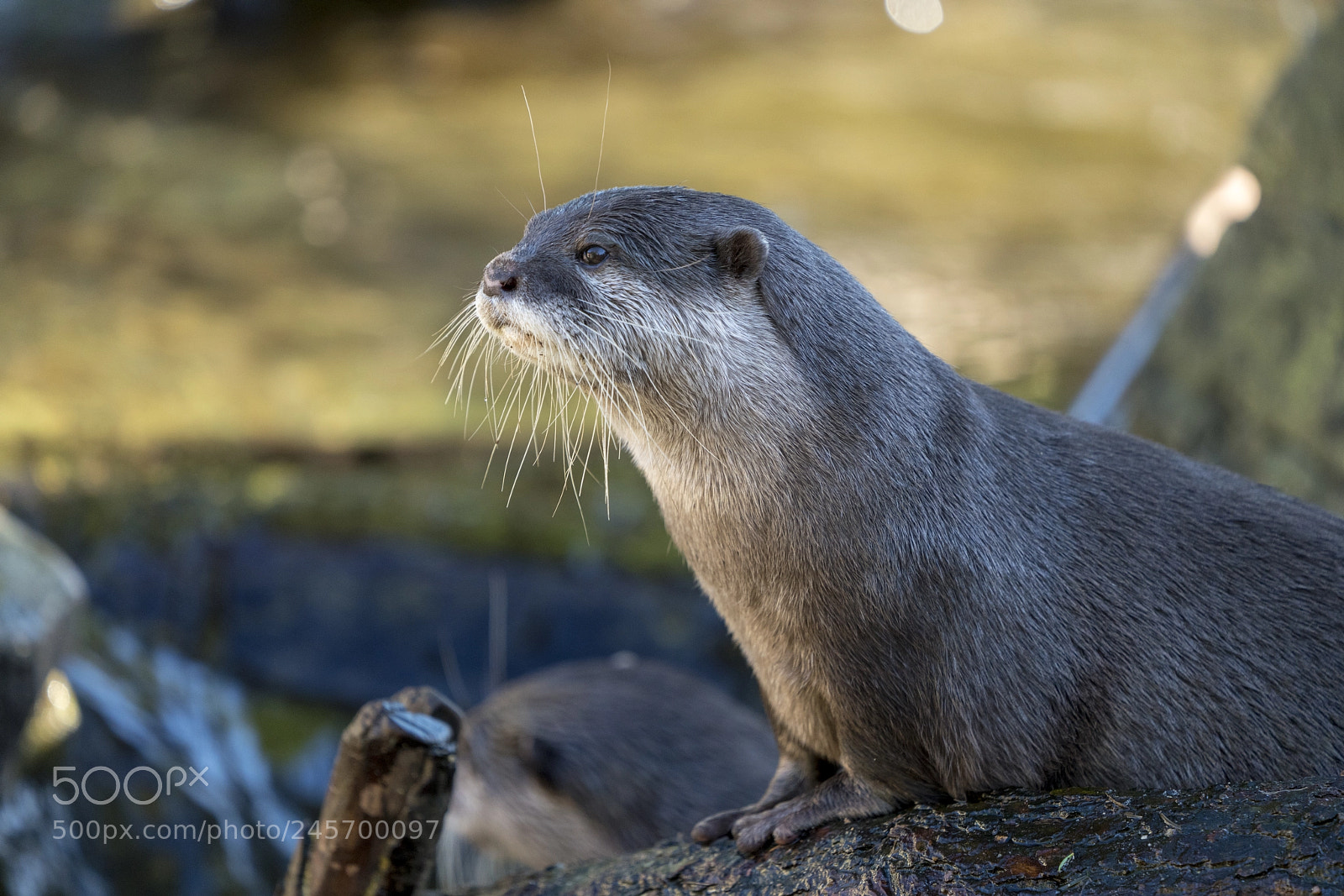 Sony a7R III sample photo. Asian small-clawed otter photography
