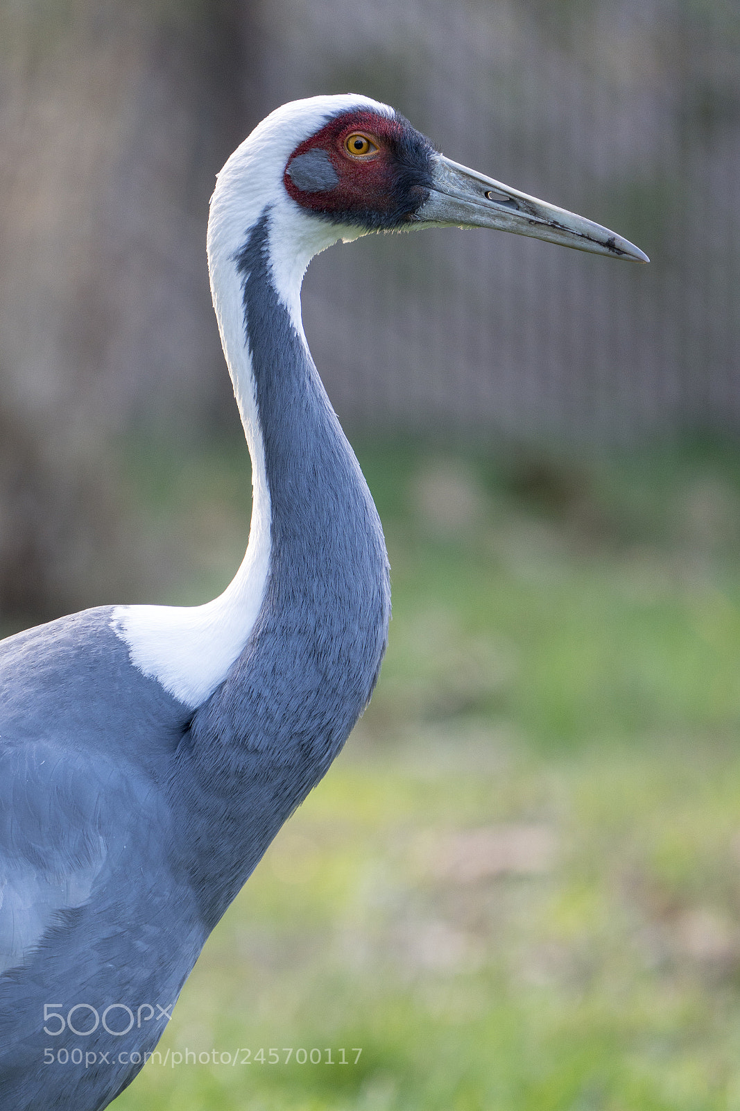Sony a7R III sample photo. White-naped crane photography