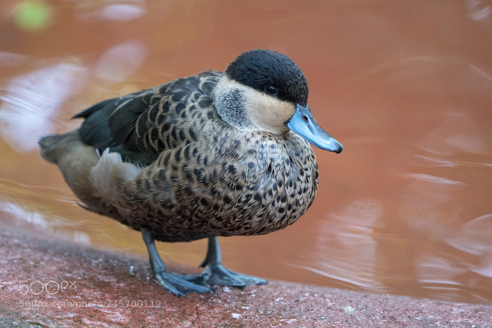 Sony a7R III sample photo. Unidentified fowl photography