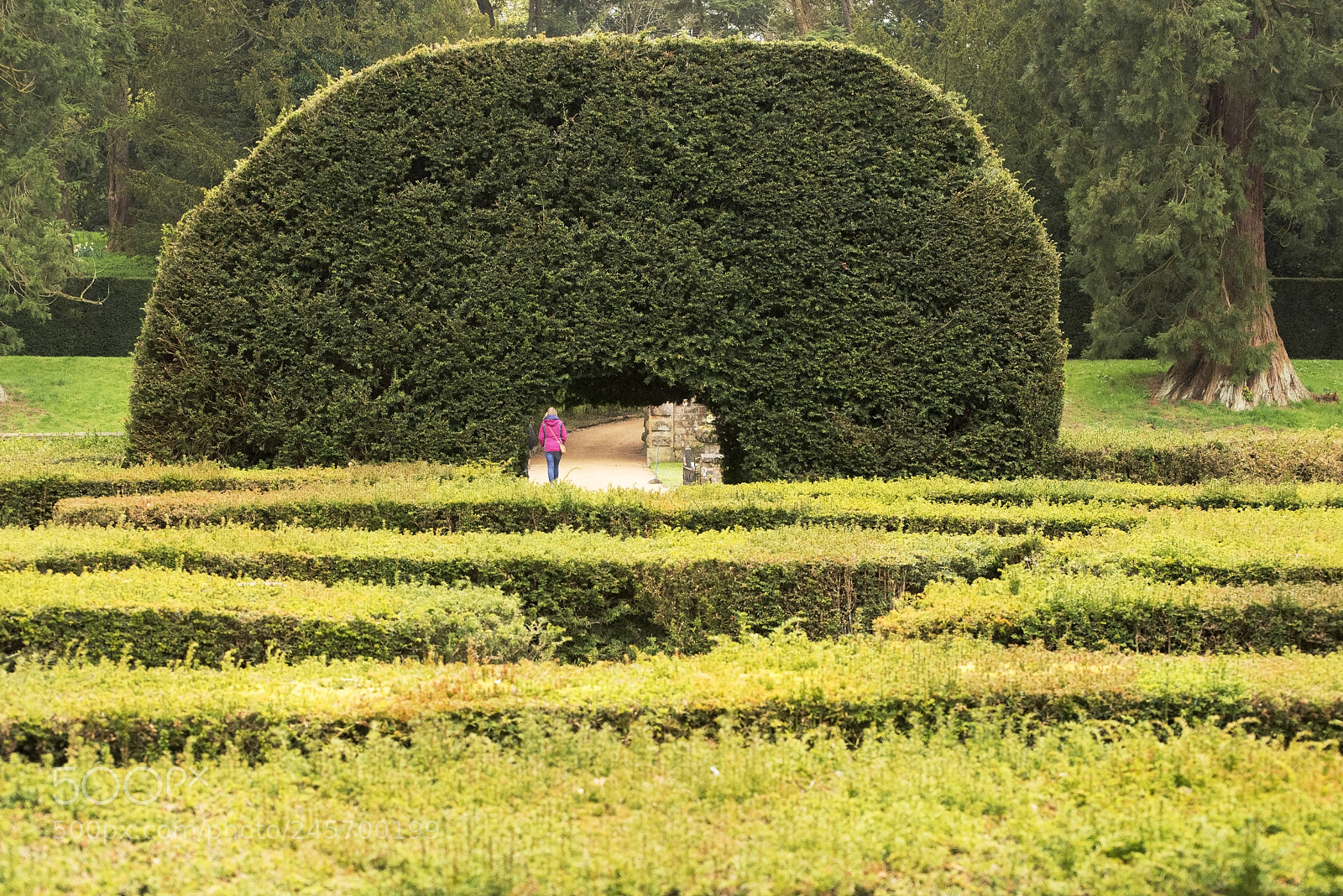 Nikon D600 sample photo. Hedge arch (1) photography