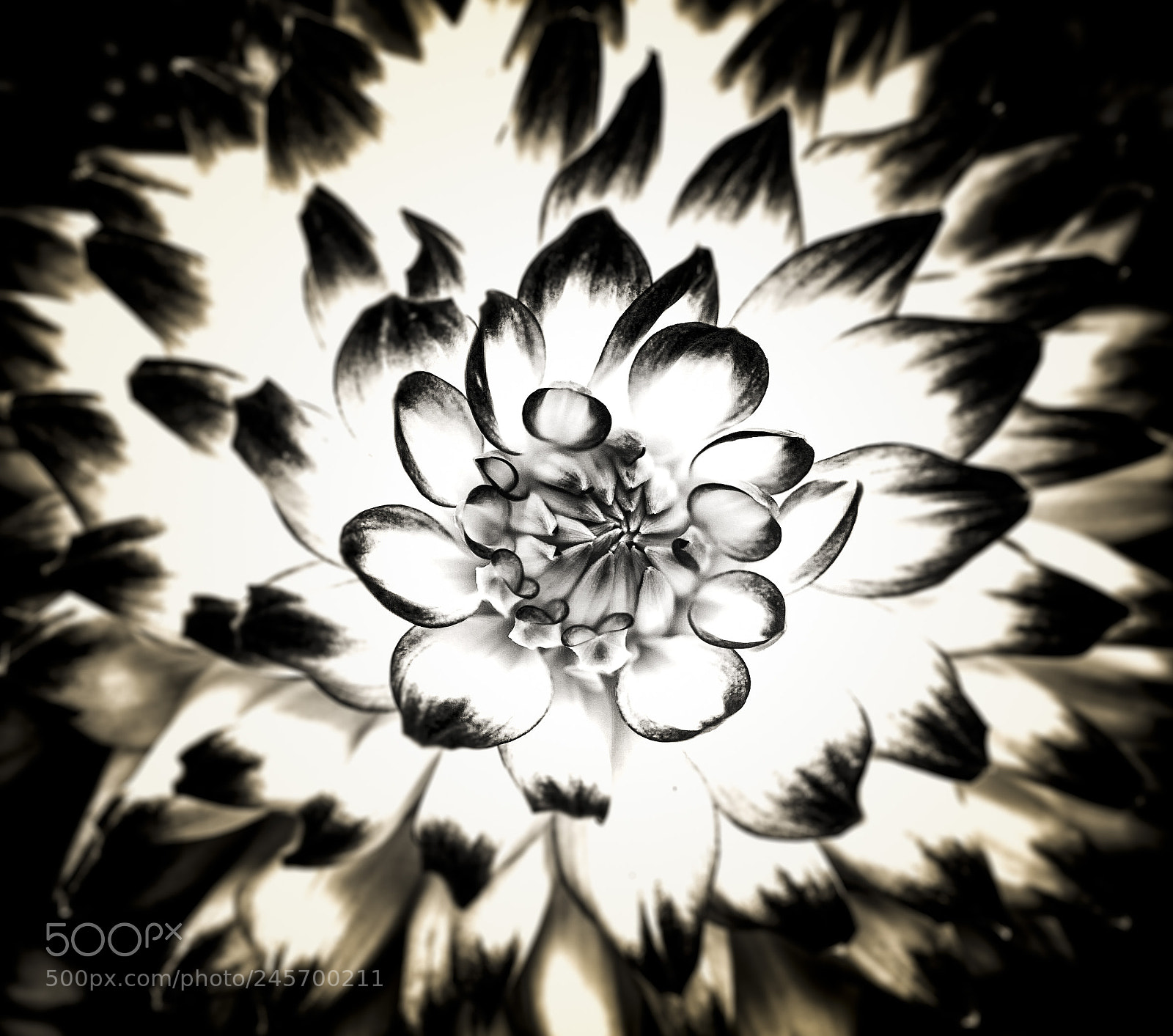 Nikon D700 sample photo. Yellow dahlia photography