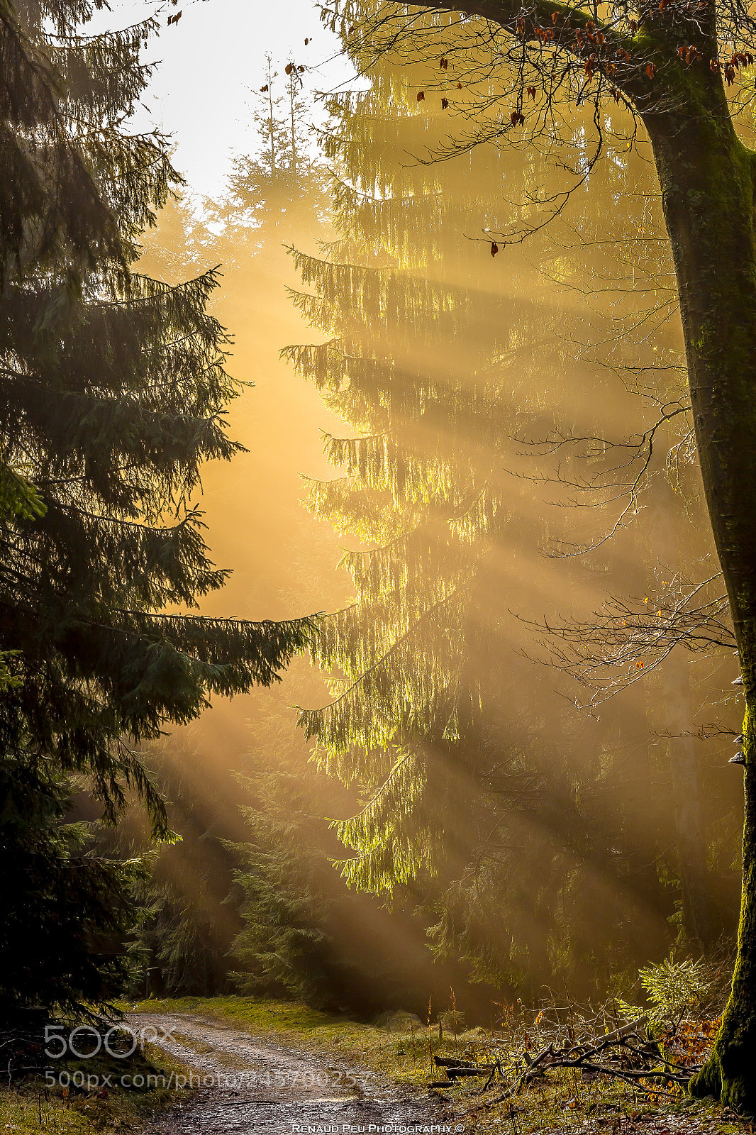 Canon EOS 60D sample photo. Sun ray taunus photography