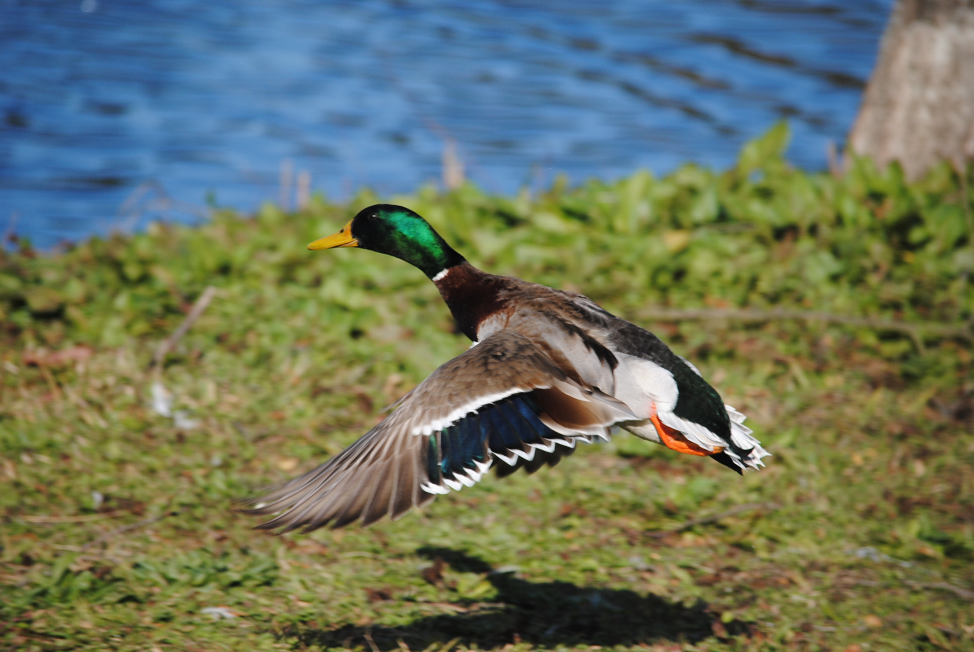 Nikon D3000 sample photo. Pato photography