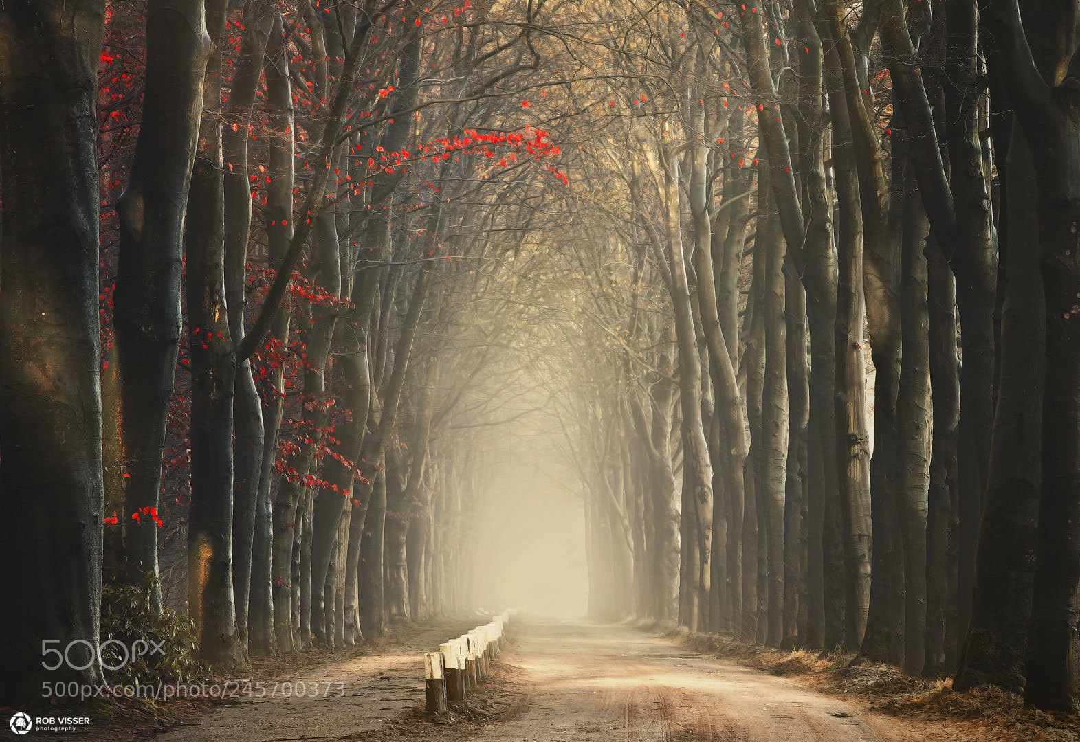 Nikon D5100 sample photo. The red decor photography