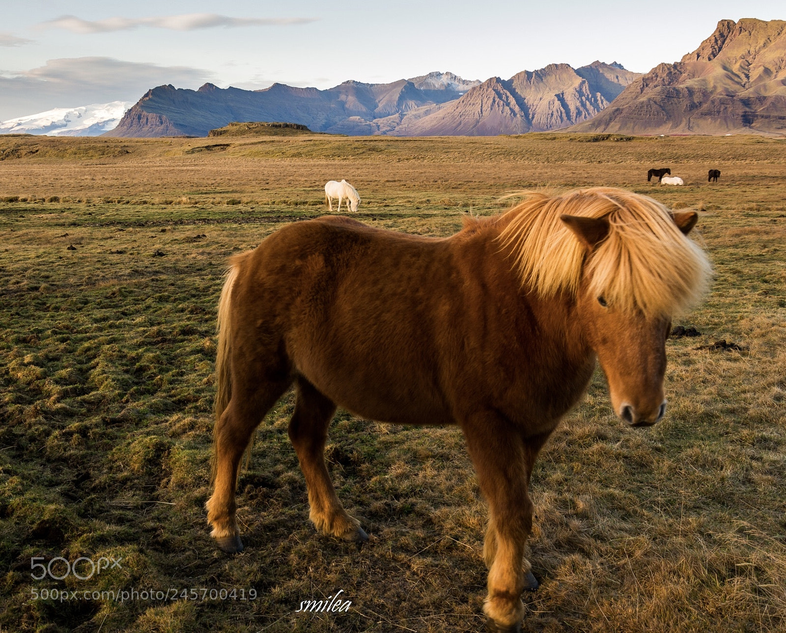 Nikon D7100 sample photo. Icelandic horse at sunset photography