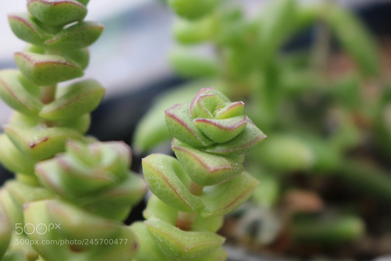 Canon EOS 750D (EOS Rebel T6i / EOS Kiss X8i) sample photo. Green photography