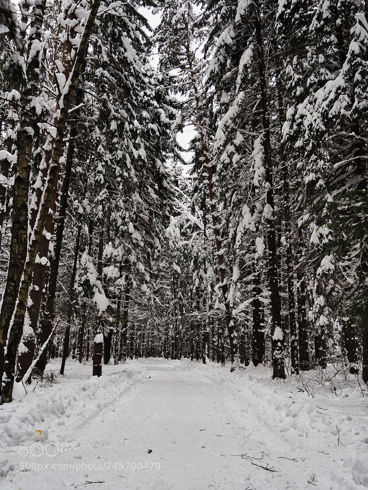 Olympus OM-D E-M10 II sample photo. Winter woods photography