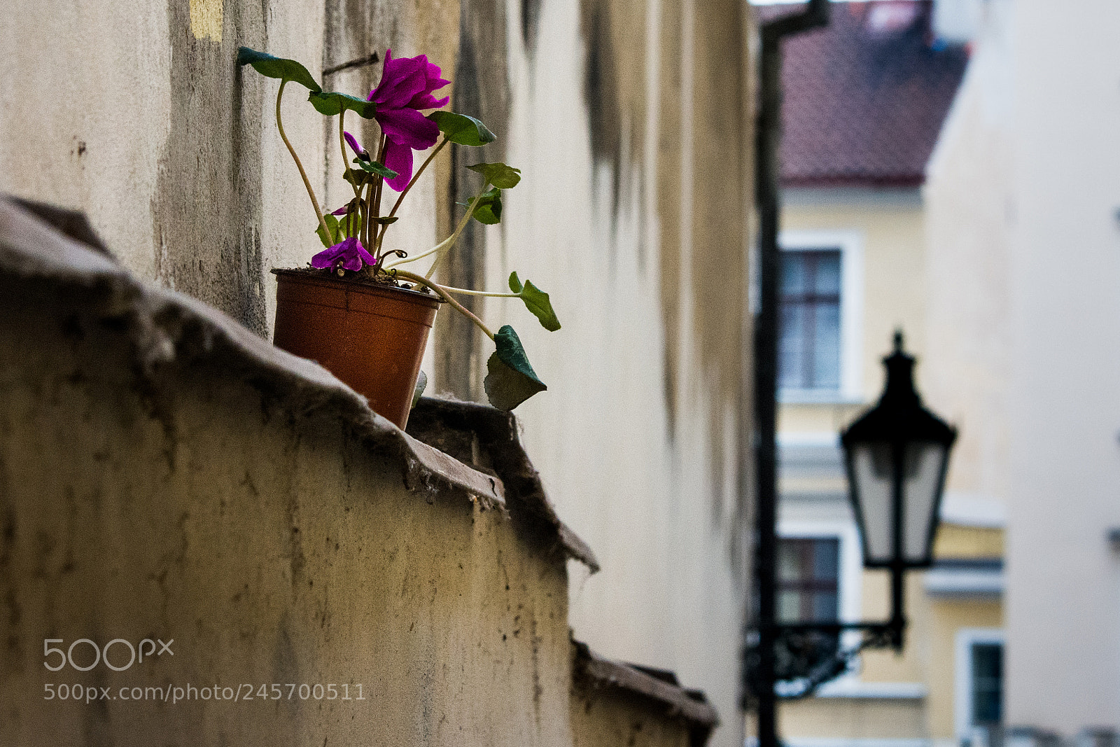 Nikon D7200 sample photo. Hopeful flower photography