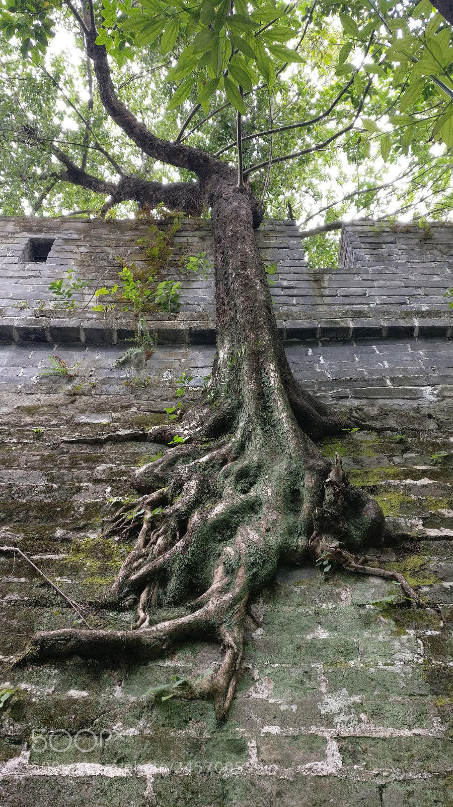 OnePlus A3000 sample photo. Tree on wall photography