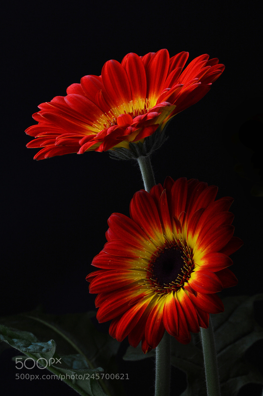 Nikon D3200 sample photo. Flower symphony photography