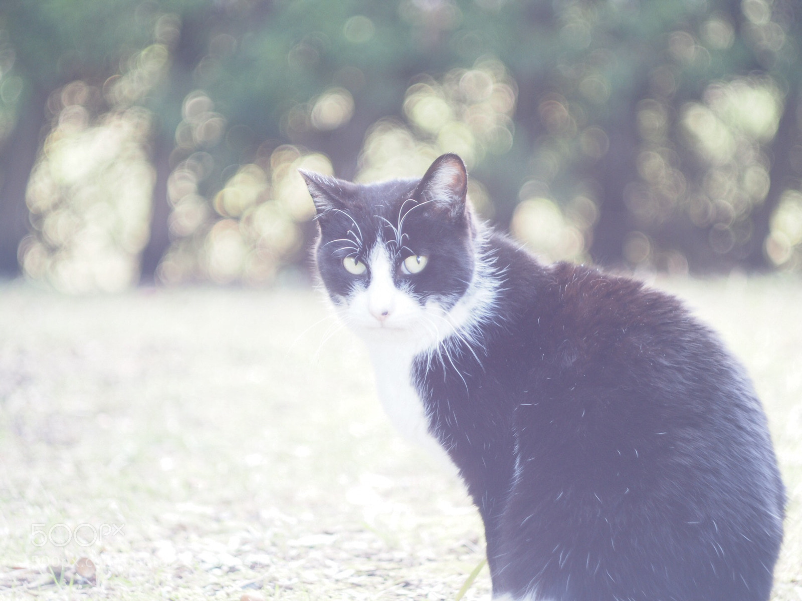 Olympus PEN-F sample photo. Mikaeri cat photography