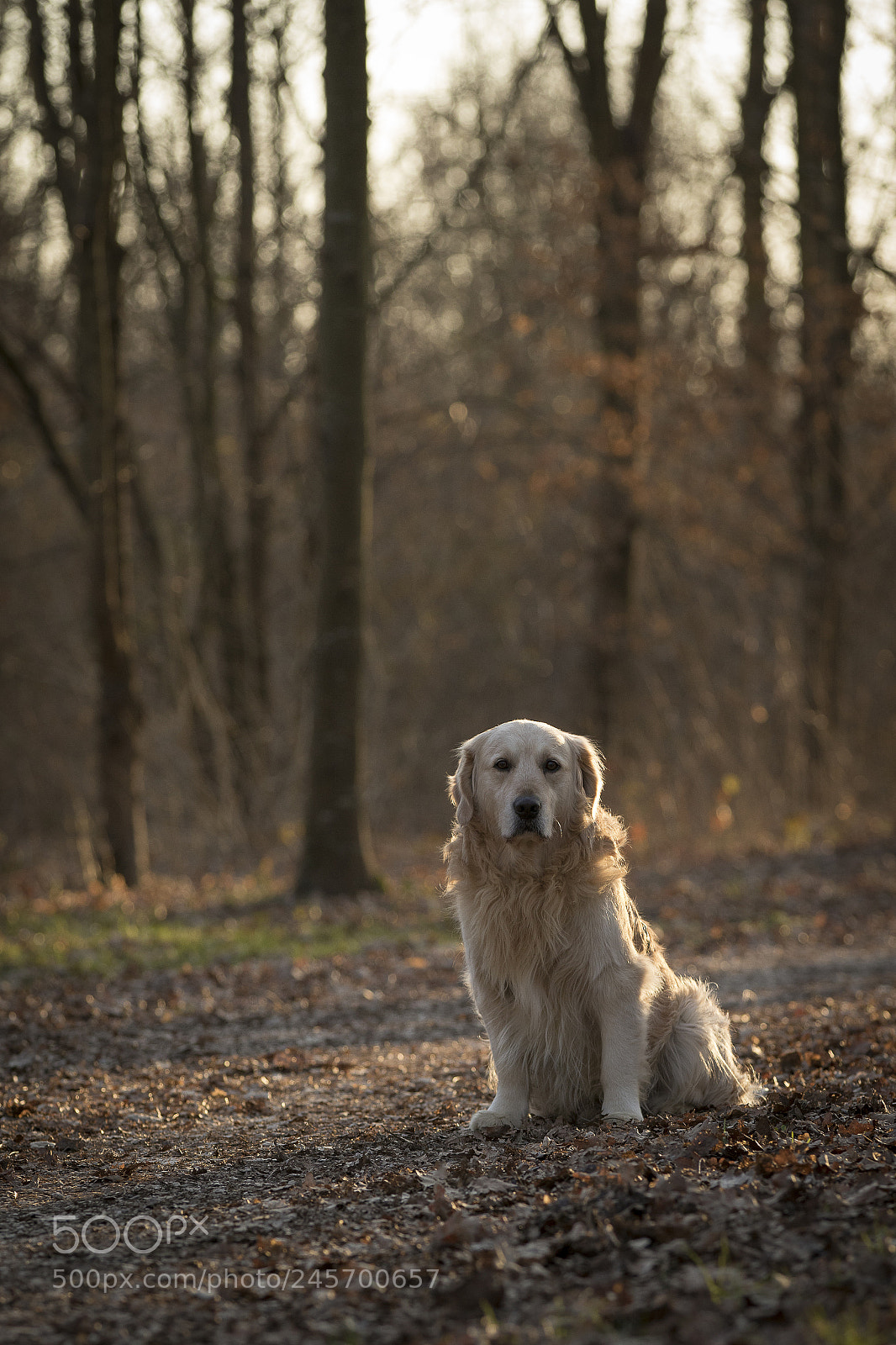 Canon EOS 7D Mark II sample photo. Bryan photography
