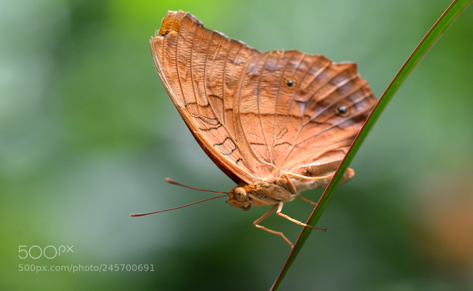 Nikon D610 sample photo. Cruiser butterfly photography