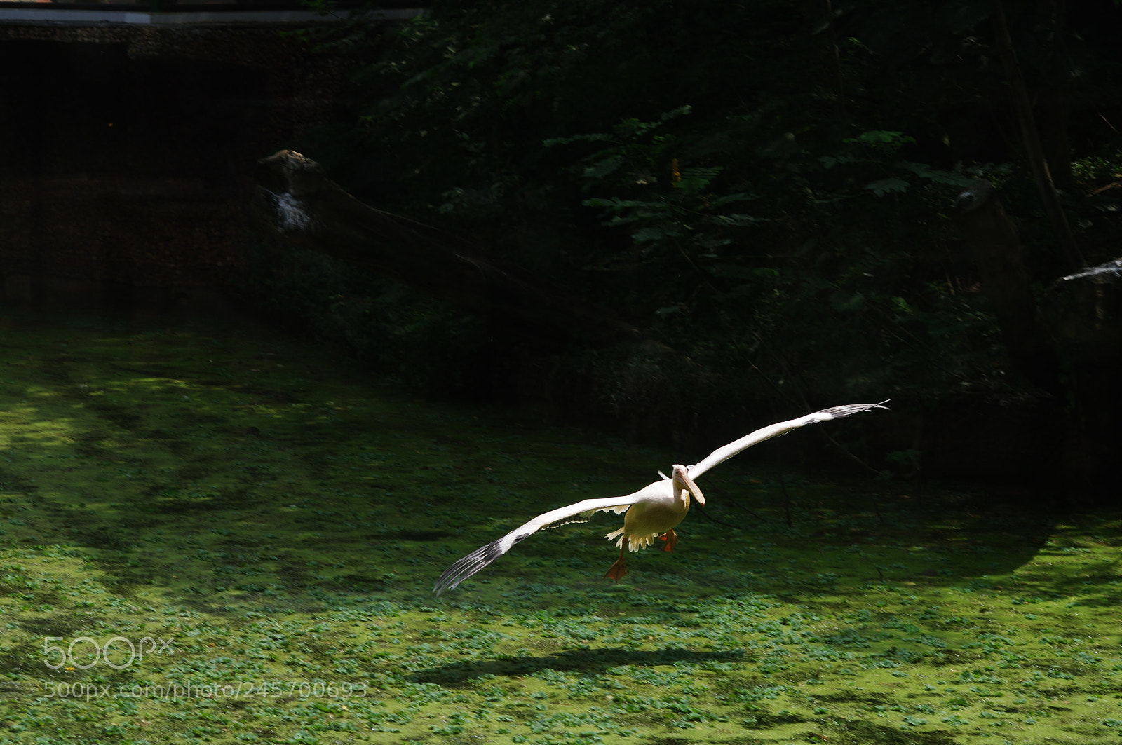 Pentax K-7 sample photo. Landing birdy! photography