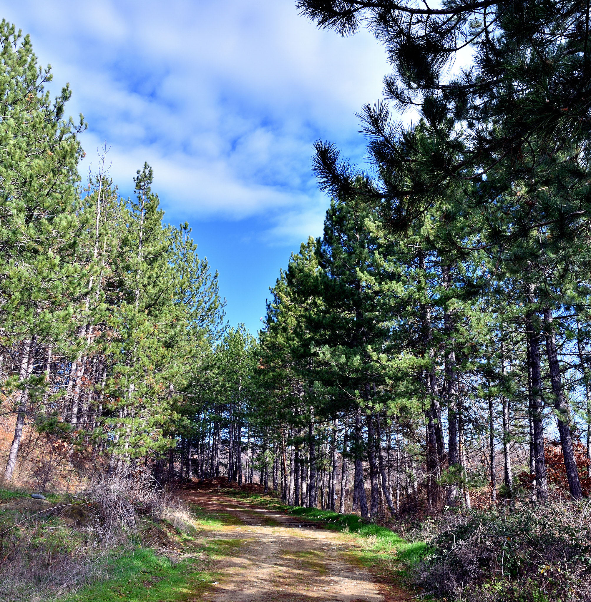 Nikon D3400 sample photo. Path photography
