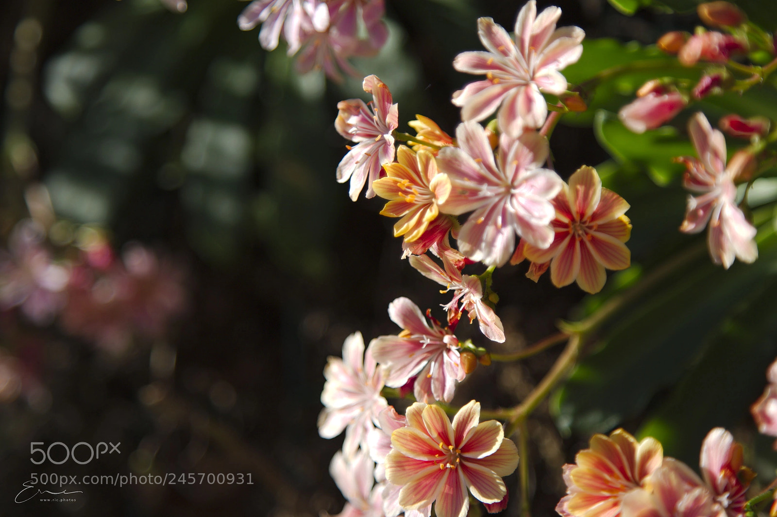 Canon EOS 6D Mark II sample photo. 2018-02-09 fleurs photography