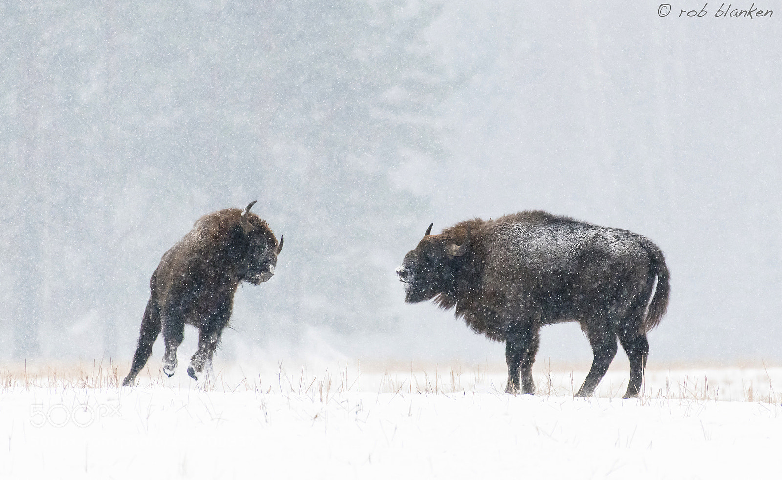 Nikon D850 sample photo. European bison photography