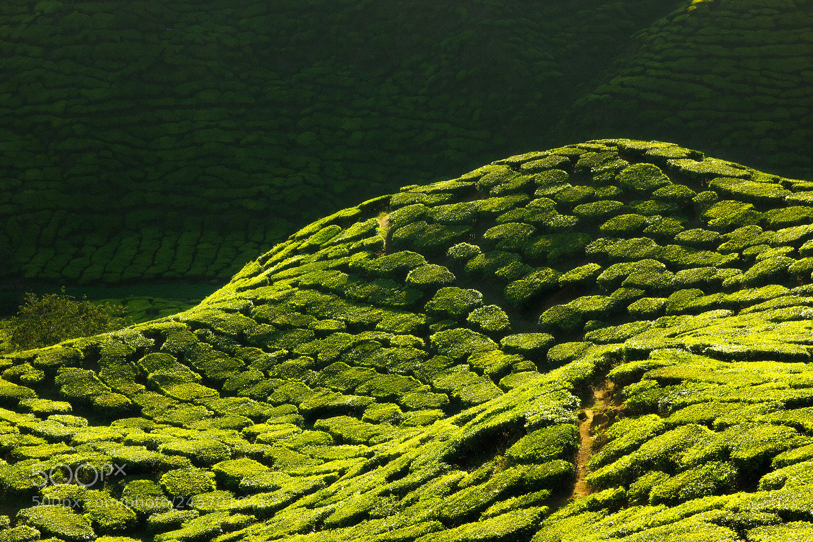 Canon EOS 550D (EOS Rebel T2i / EOS Kiss X4) sample photo. Texture of green tea photography