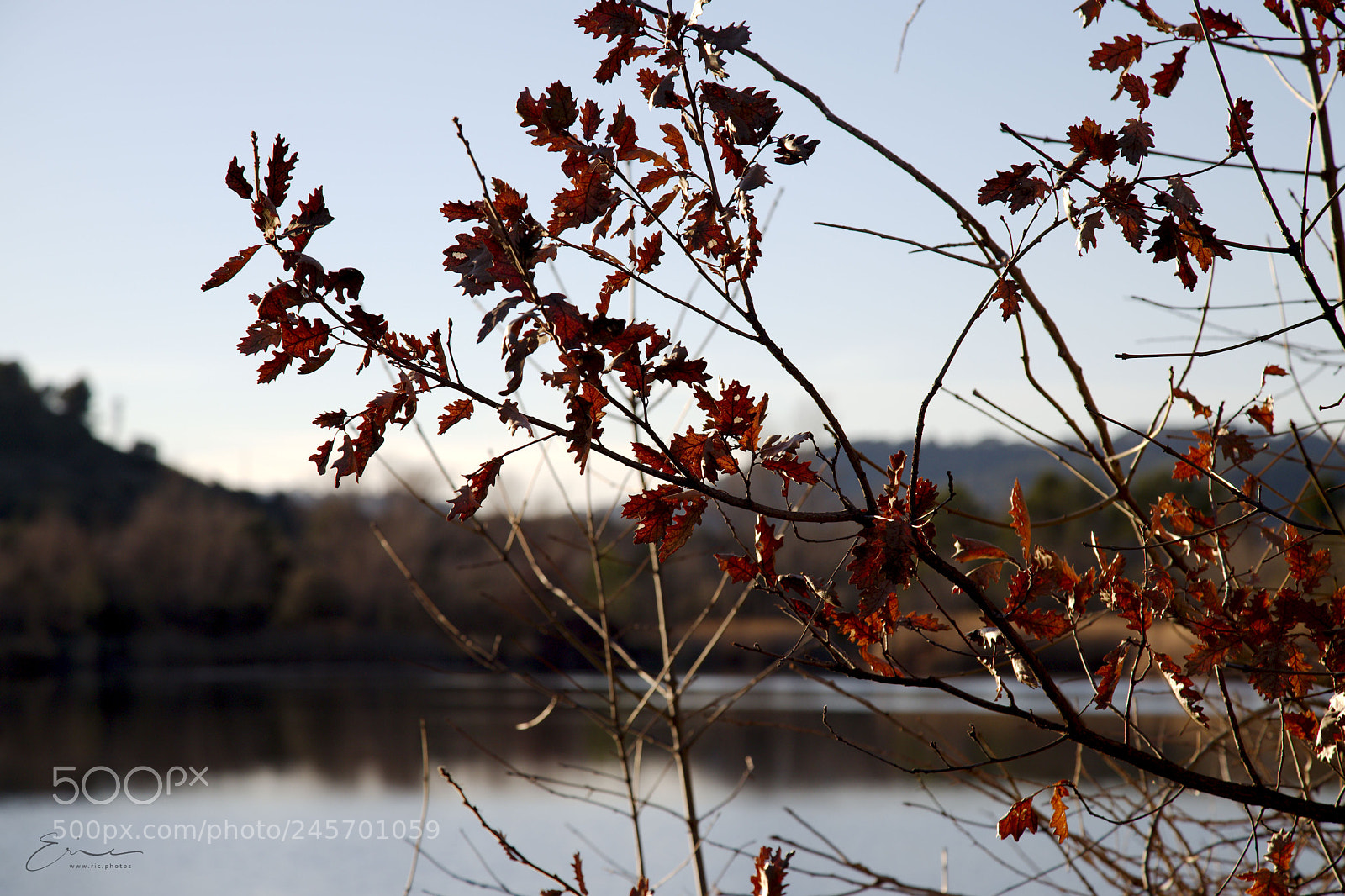 Canon EOS 6D Mark II sample photo. 2018-02-09 photography