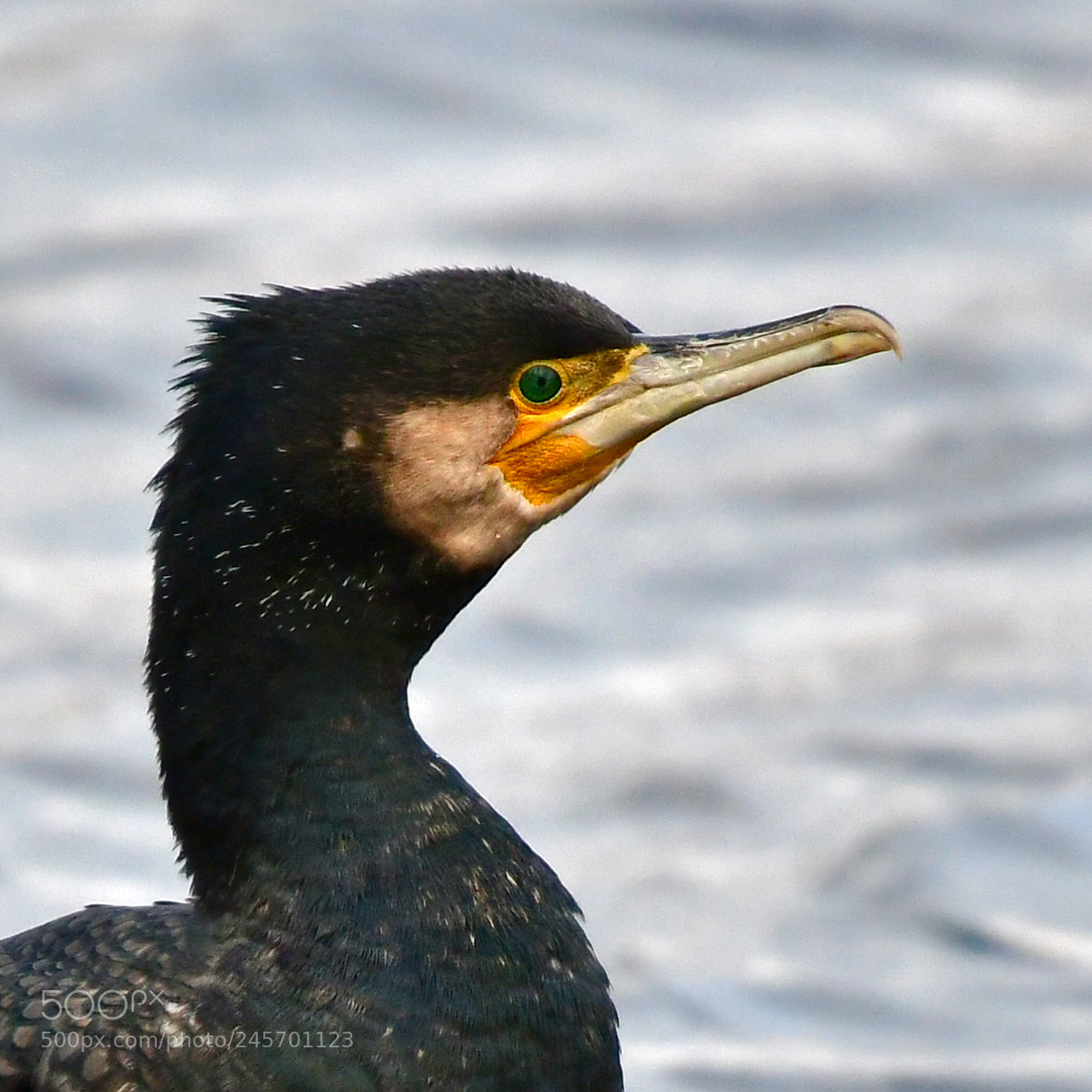 Nikon D500 sample photo. Cormorants photography