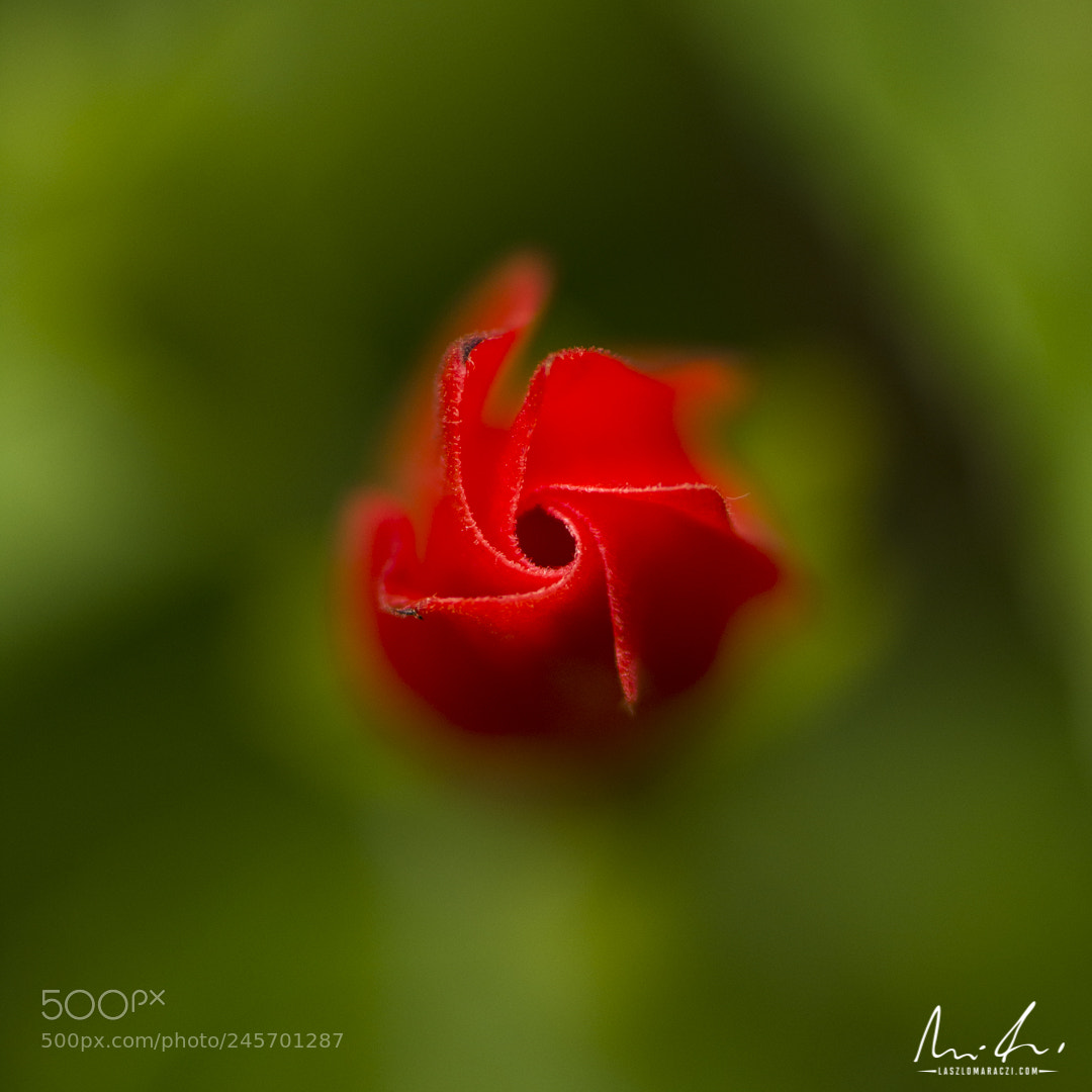 Nikon D7200 sample photo. Bud from green photography
